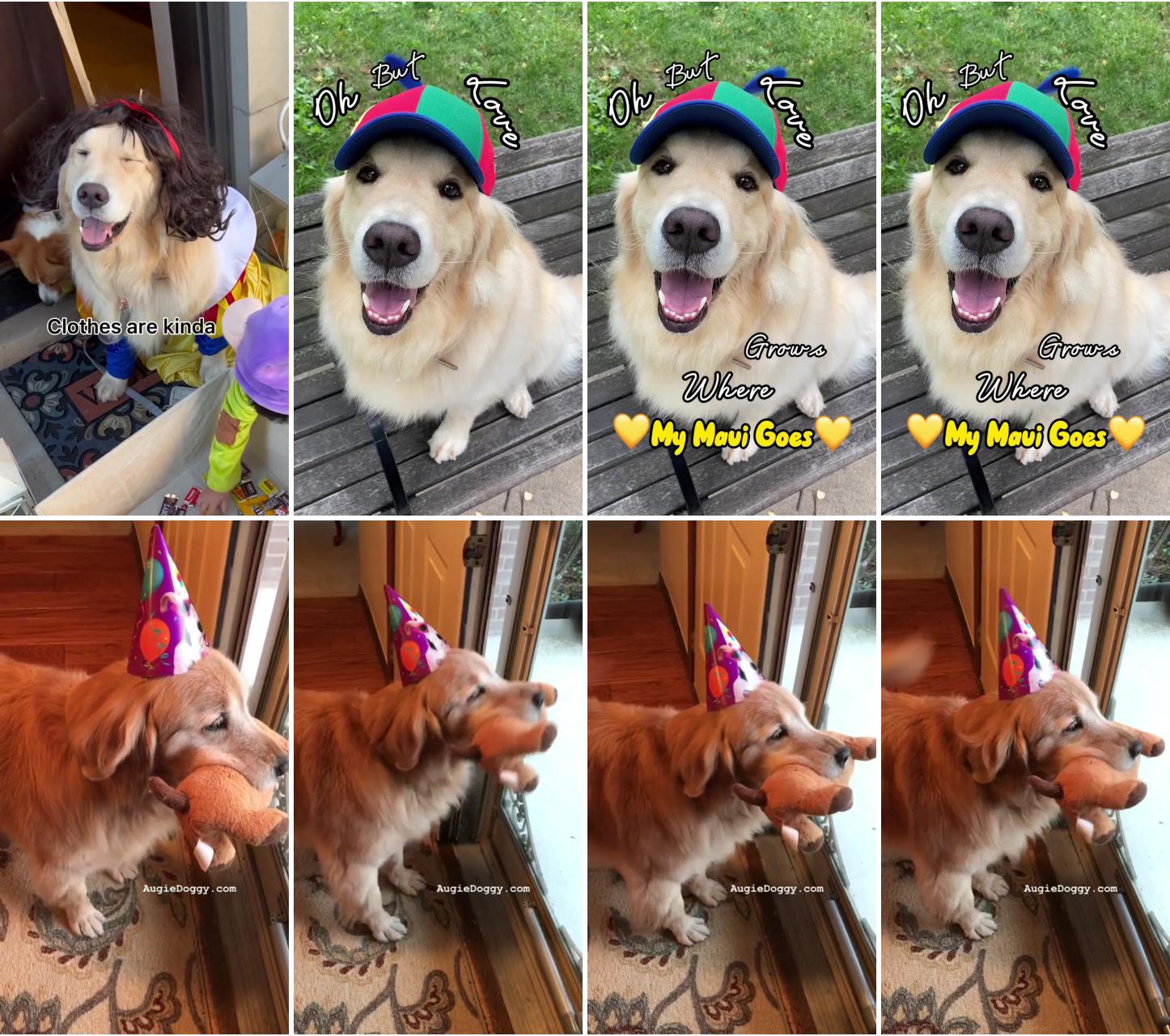 Golden retriever ti is ready to party; cute baby dogs