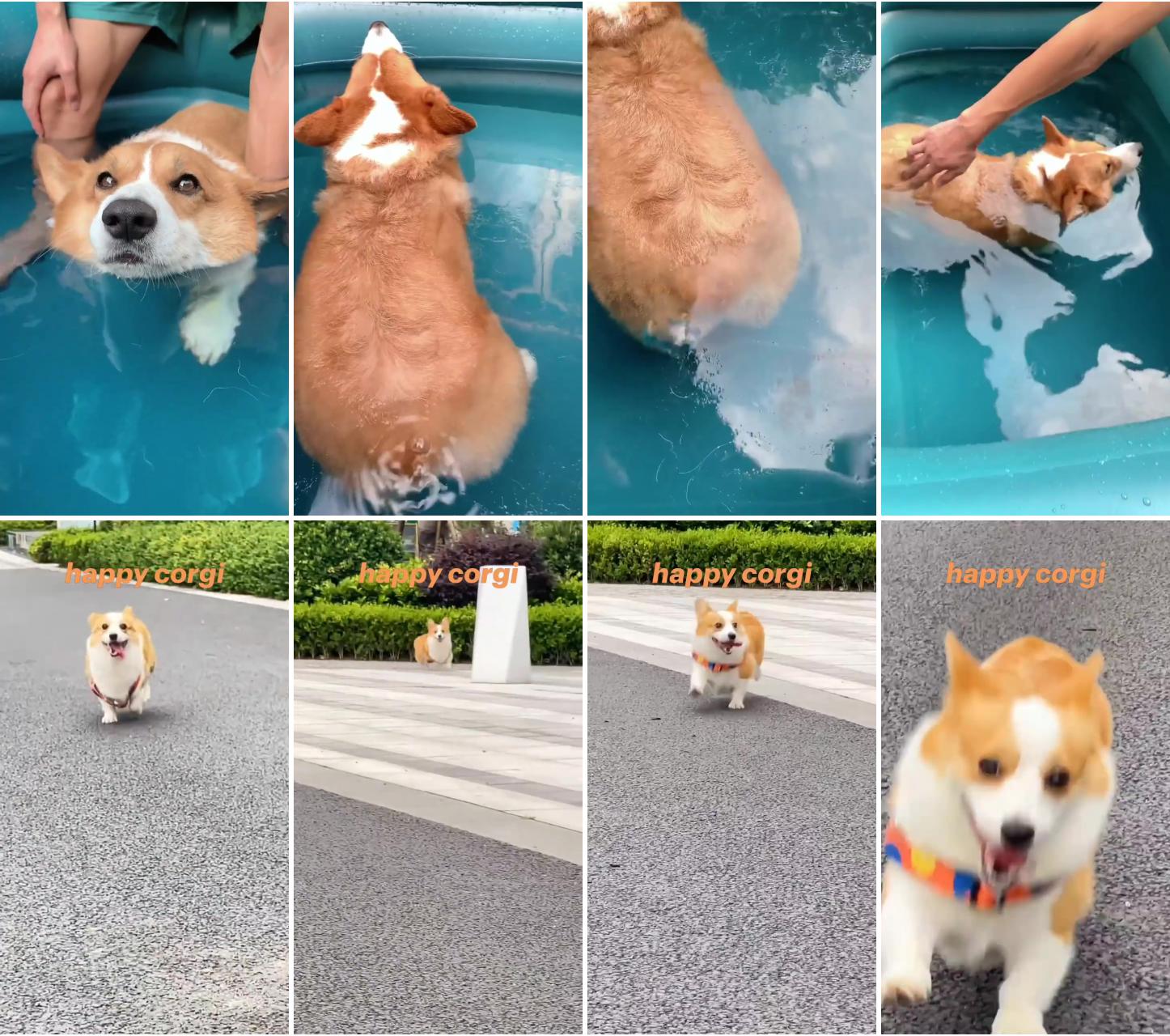 Happy corgi; animal fun