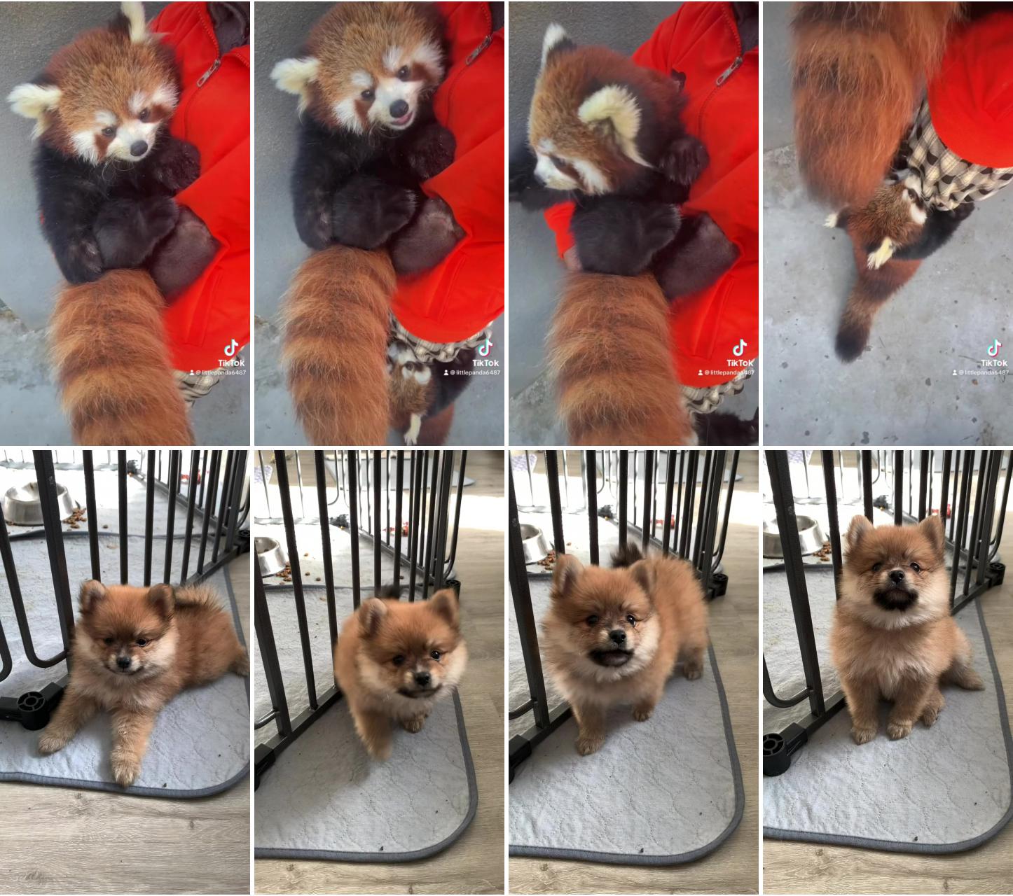 Honey, i want a hug, too. #fy #fyp #cute #trending #adorable #redpanda #love; pomeranian puppy cute puppy videos red pomeranian puppy pom pup