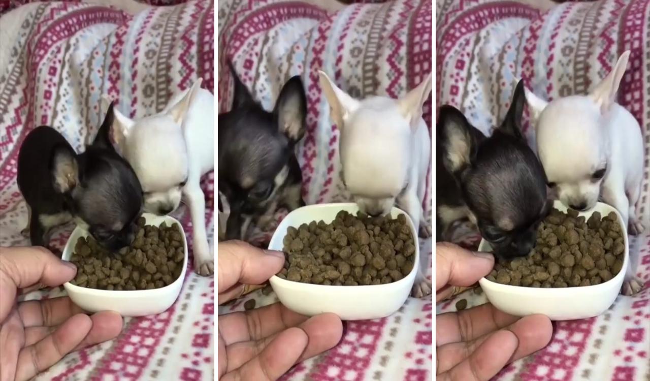 How much exercise does a chihuahua need; teacup chihuahua puppies