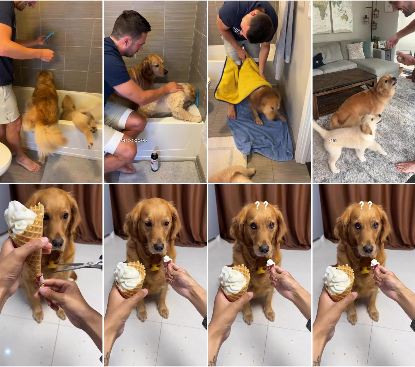 How to bathe your puppy; cute animals puppies