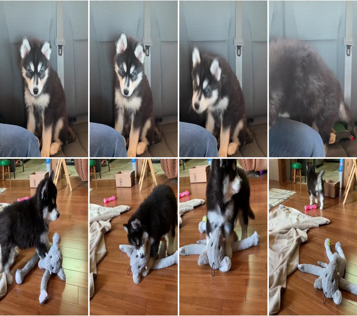 Howling husky puppy, sasha; husky puppy enjoying toy