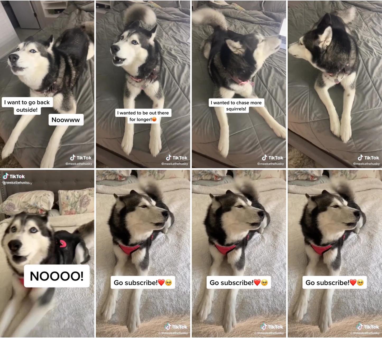 Huskies of tiktok; meeka the husky #shorts