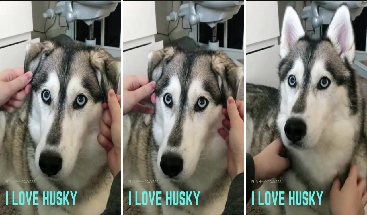 Husky husky husky; husky husky