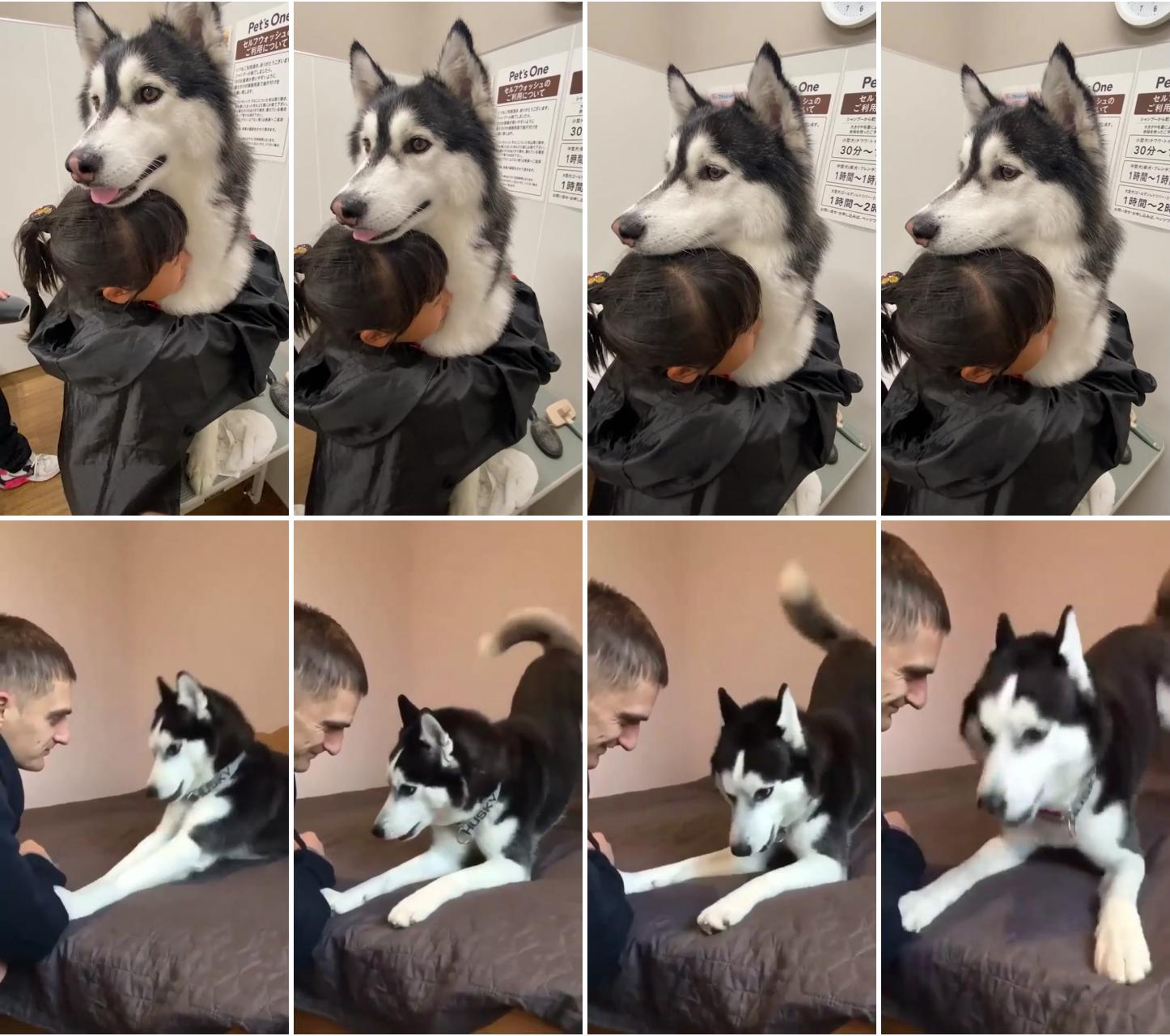 Husky love to hug; husky