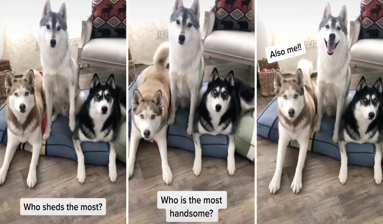 Husky lover - funny husky dog; cute funny dogs