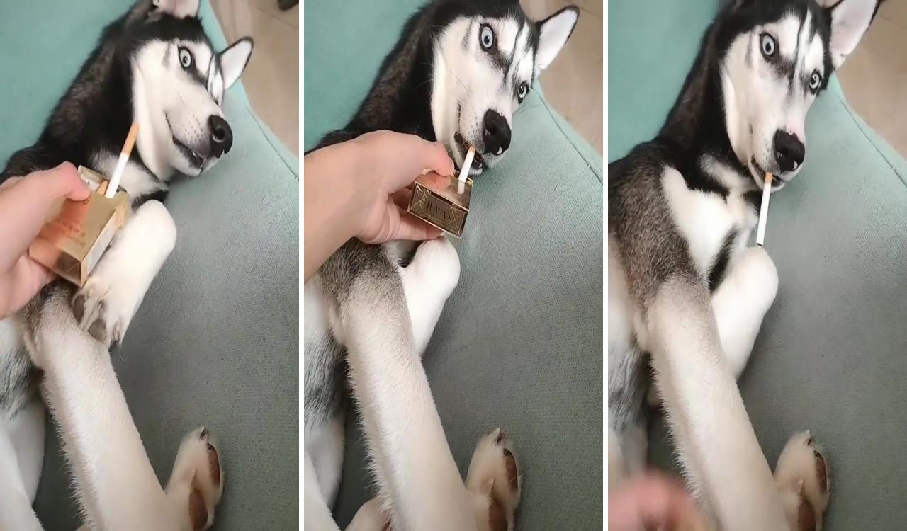 Husky; paw