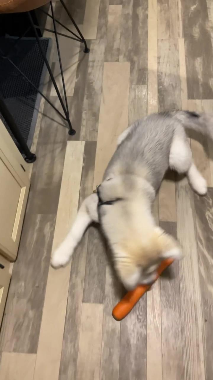 Husky puppy gets sassy with mom wanting a carrot; husky puppy