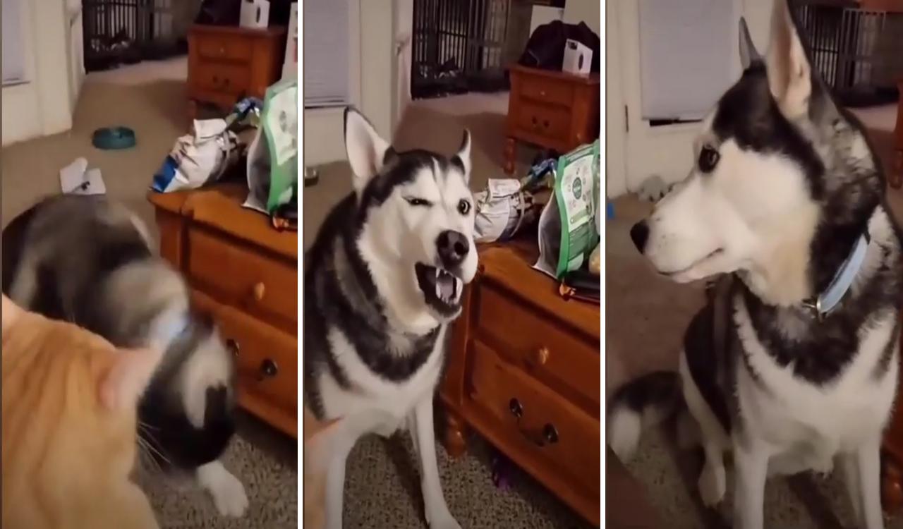 Husky sneezing; siberian husky funny