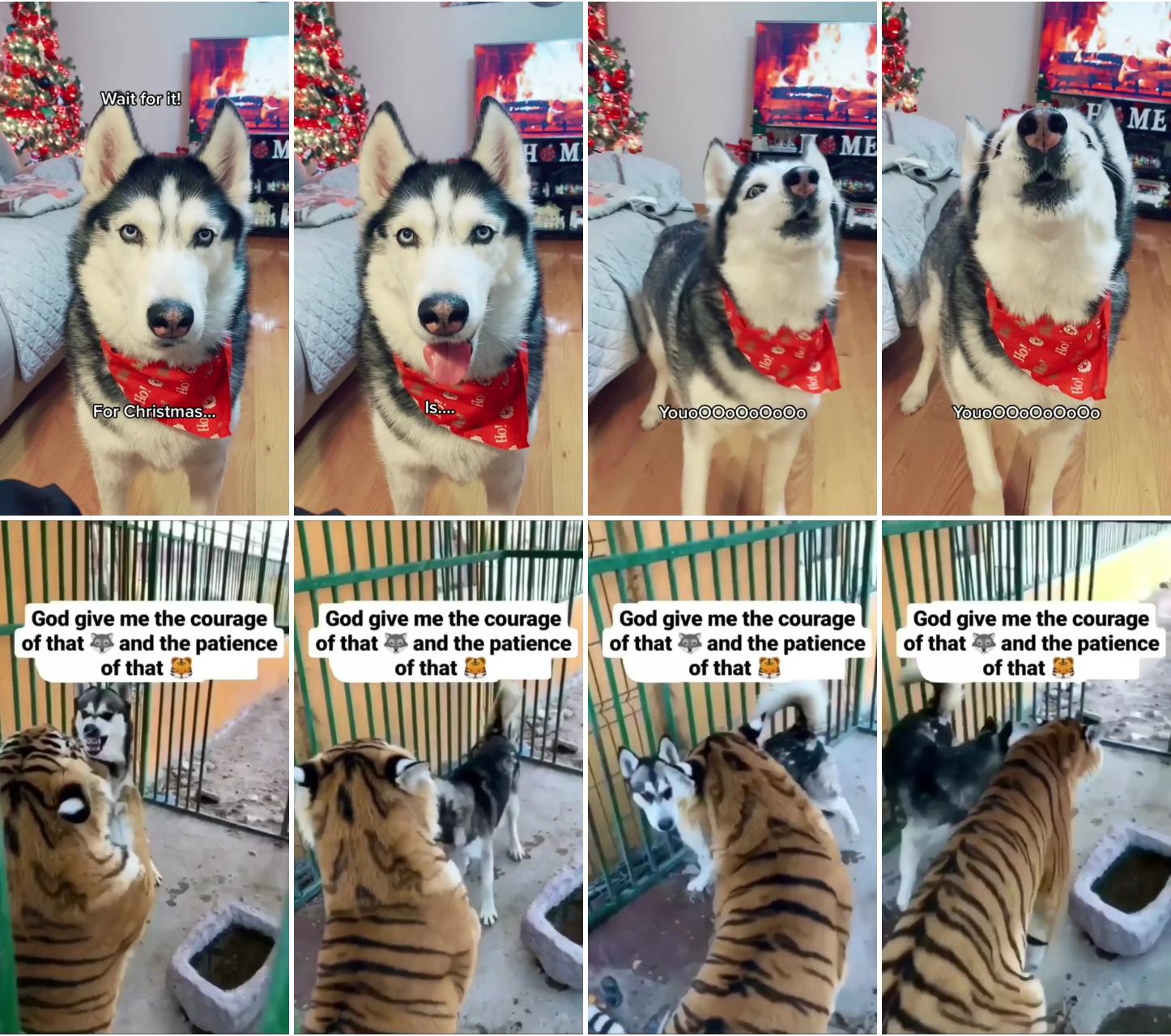 Husky vs tiger. the tiger is respect the baby husky; really cute puppies