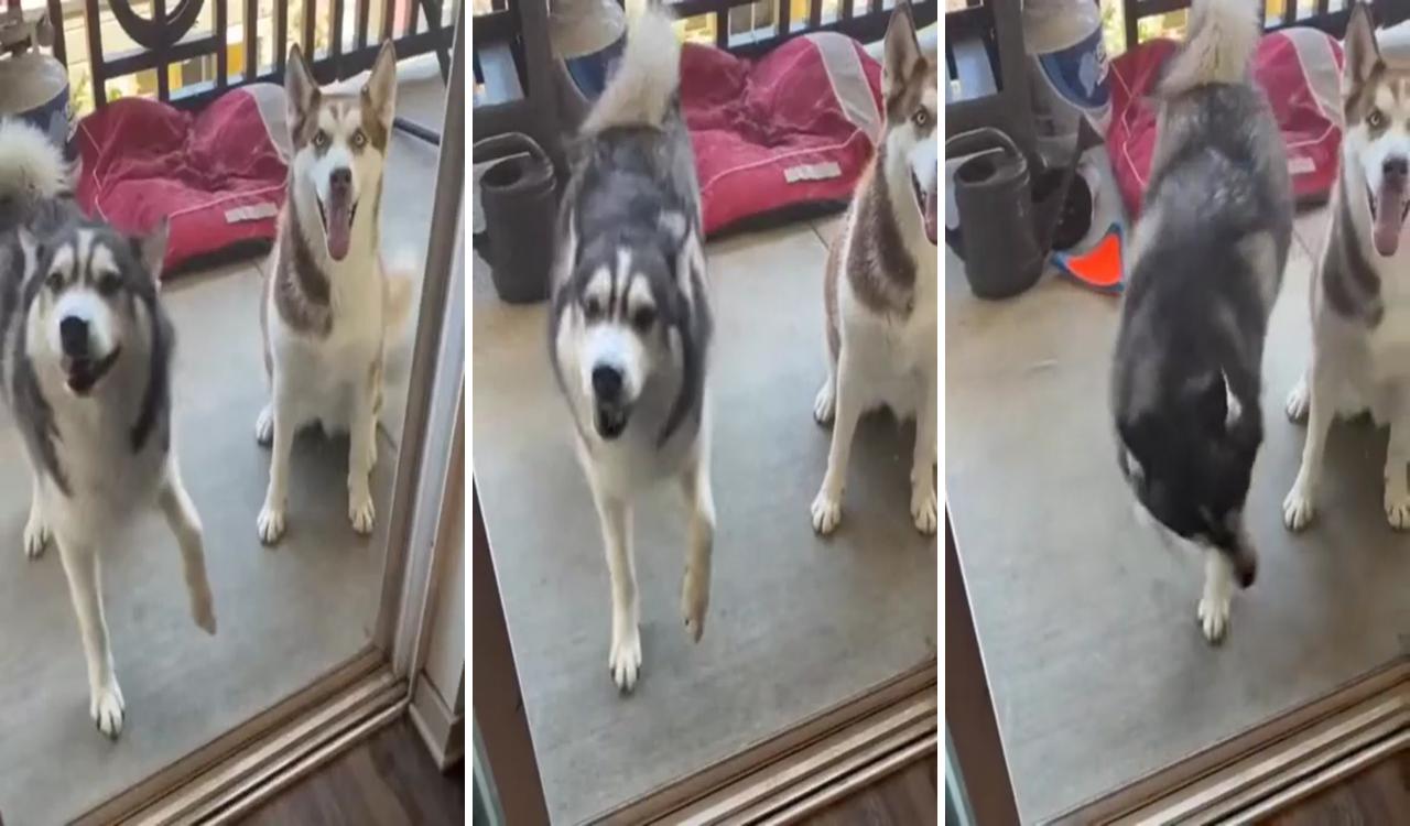 Husky with great dance moves; animals amazing