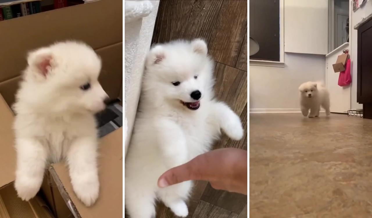 "i just want to be the first to share the cutest stupid puppy with you"; puppy photos