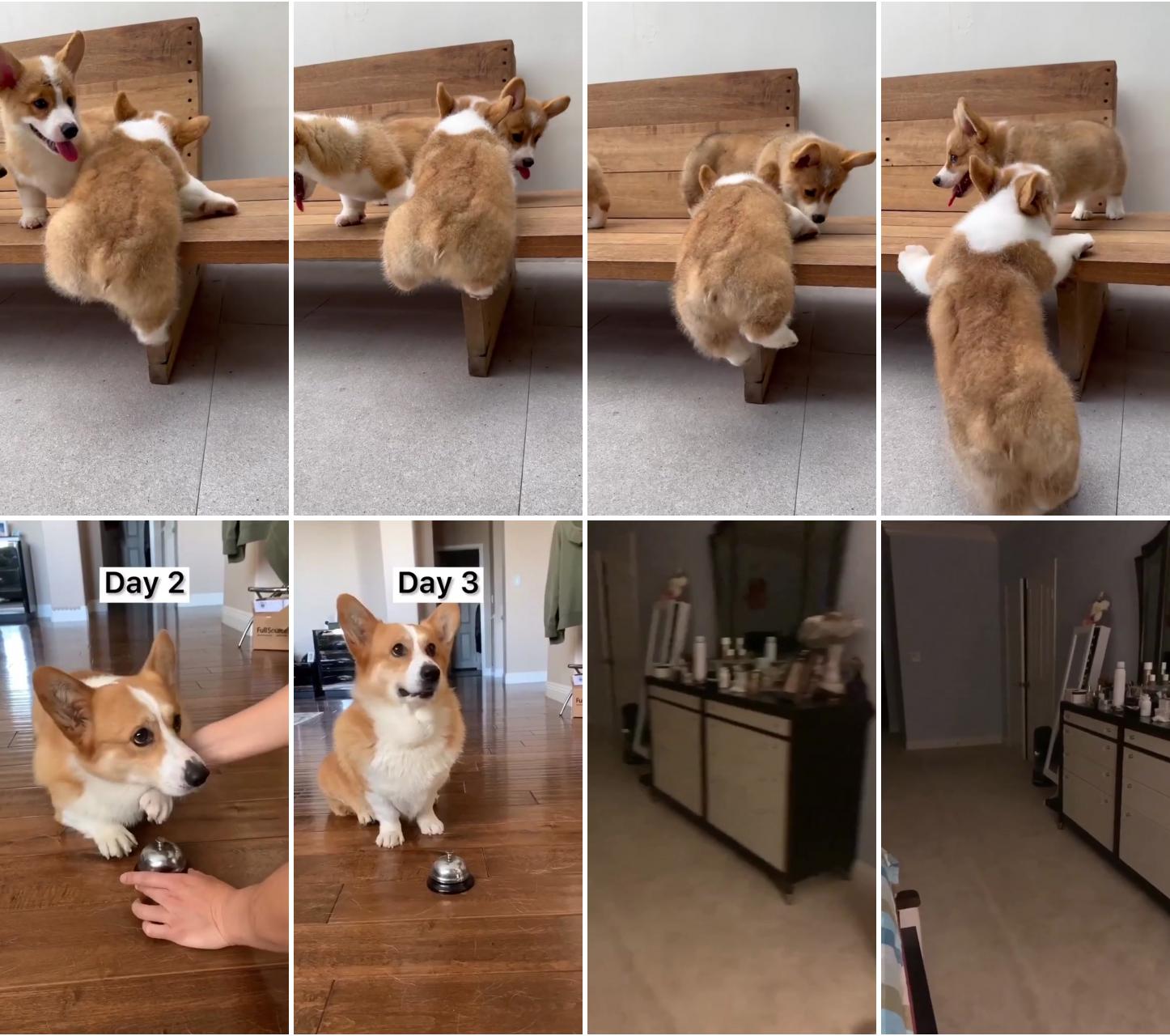 I love mudroopet like and follow and share it 3 3 3; clever corgi training: adorable pup learns to ring the bell when hungry 