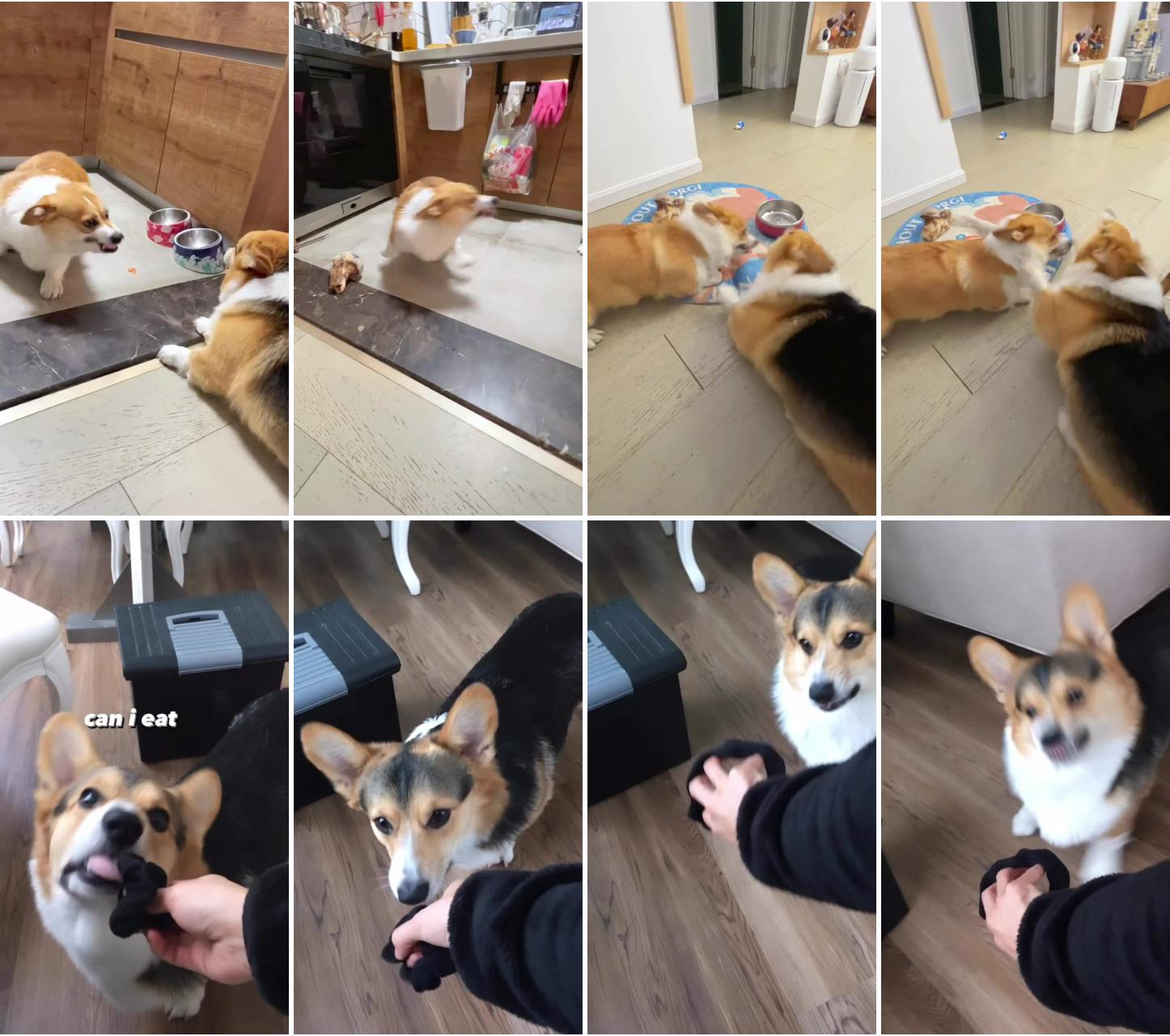 Improving your dog's intelligence: techniques and tips; brady the corgi has always been very skeptical of foreign objects