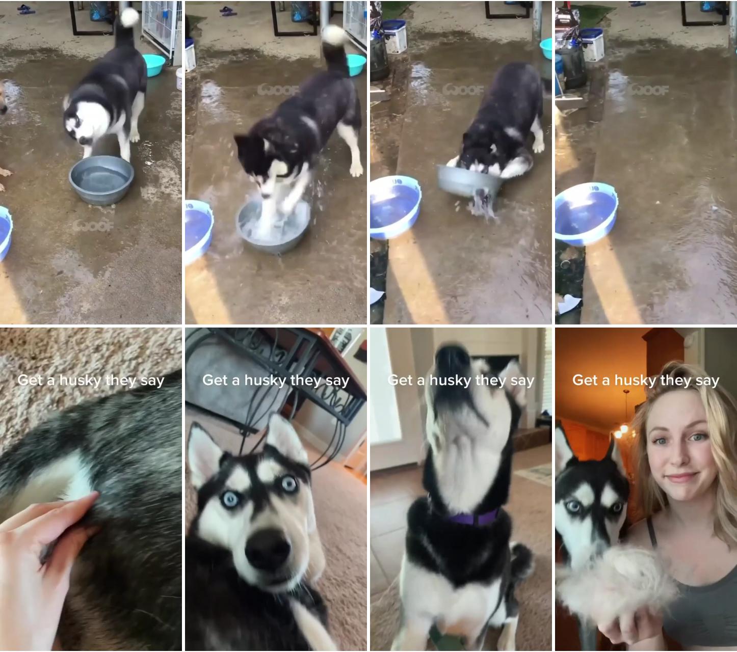 Just a husky thing, and he love it; get a husky they said, a lot of furs for sure