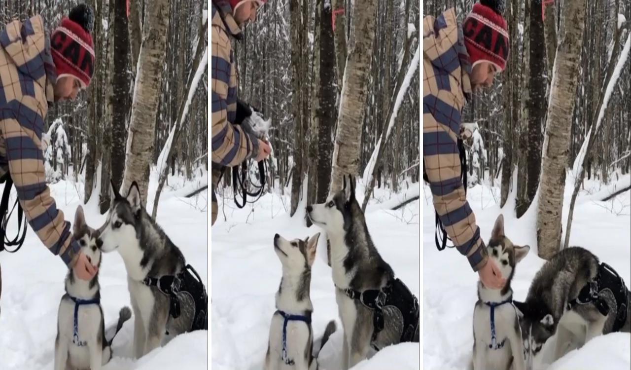 Laika and loki; siberian husky puppy