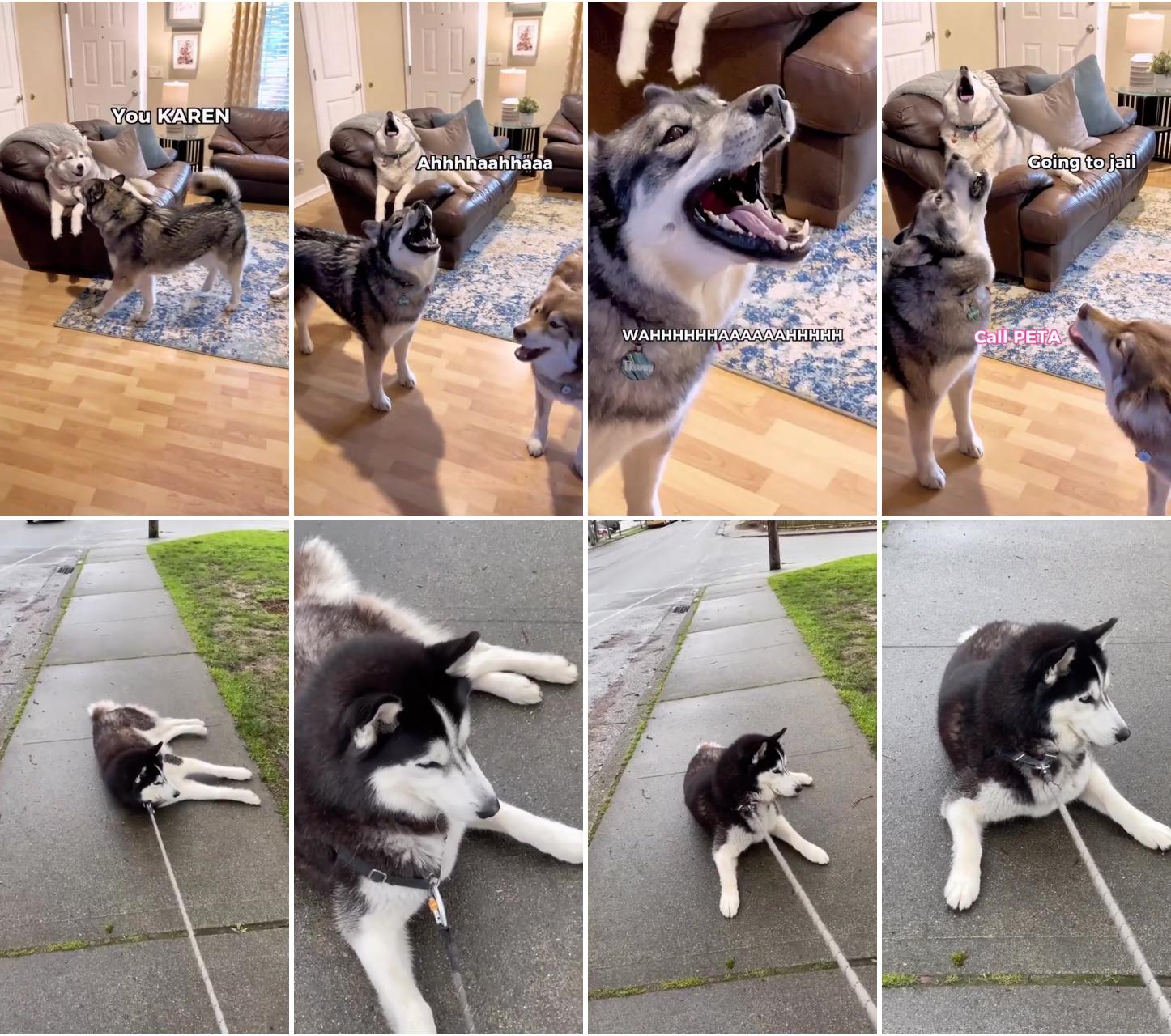 "laugh out loud with this hilarious husky dog "; my husky goes "on strike" all the time