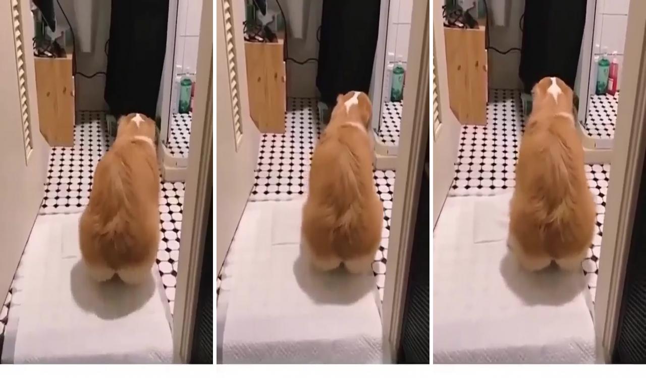 Left right, left and right; corgi gif