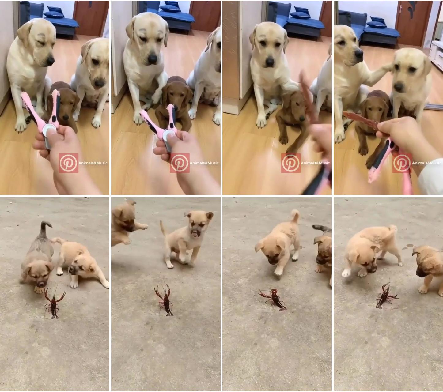 Lobster vs puppies; cute puppy videos