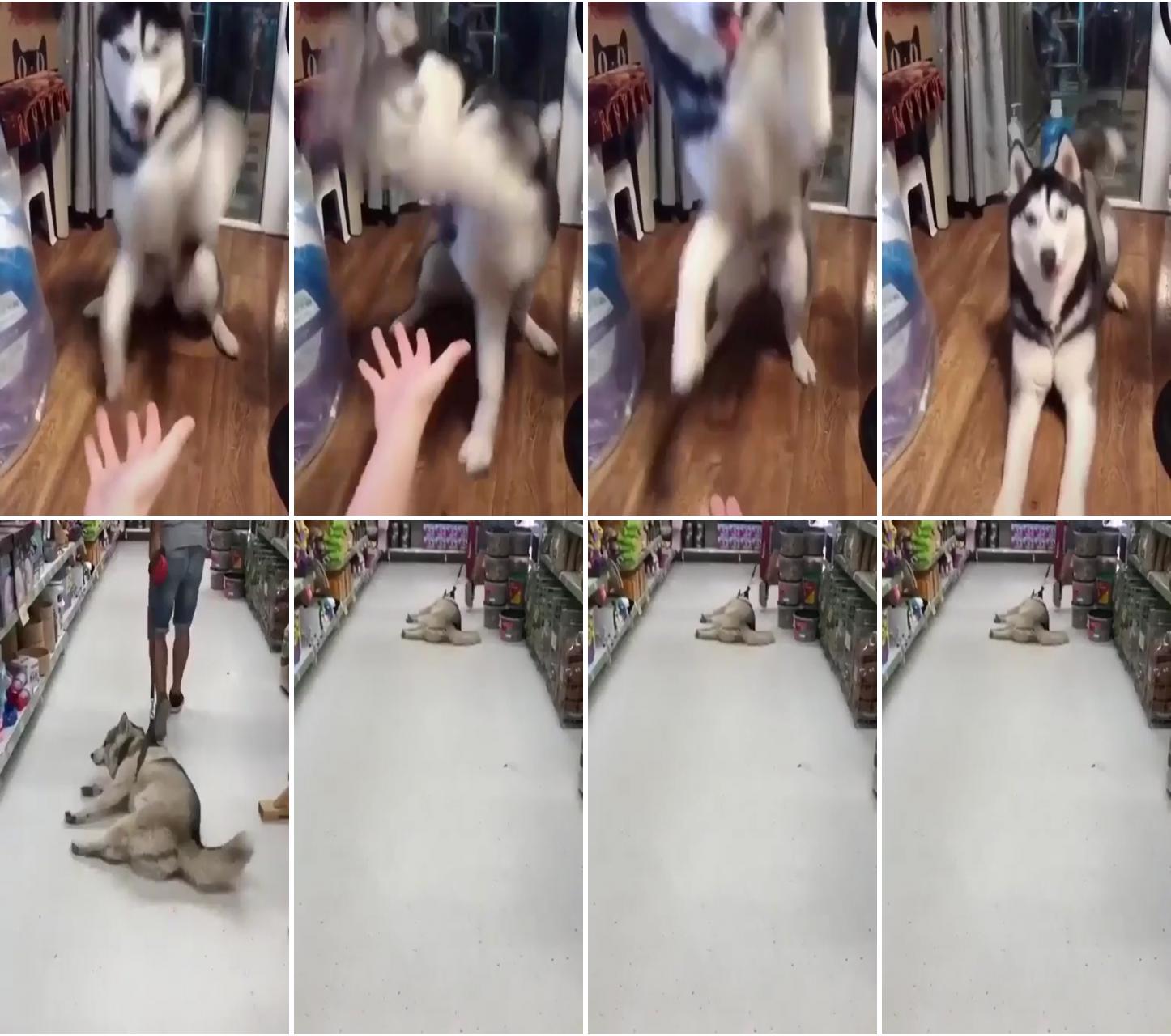 Lol :d; funny husky refuses to leave food store