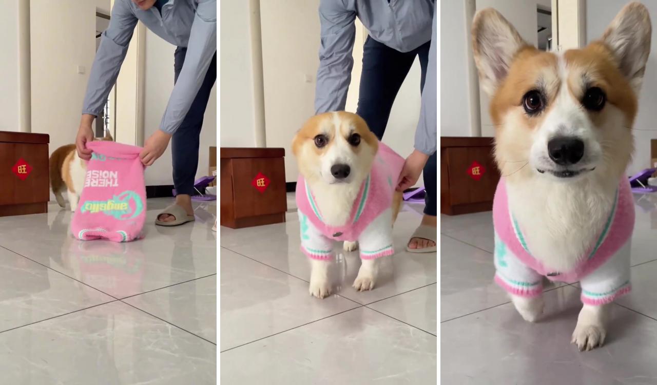 Look corgi ootd it's a pink sweater so cute; funny animal videos