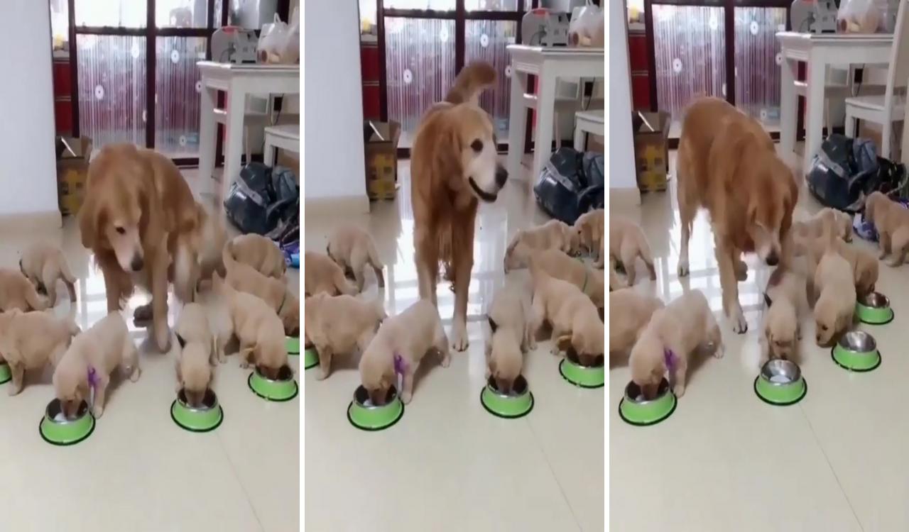 Mom make sure of that all of her offsprings eat; really cute puppies