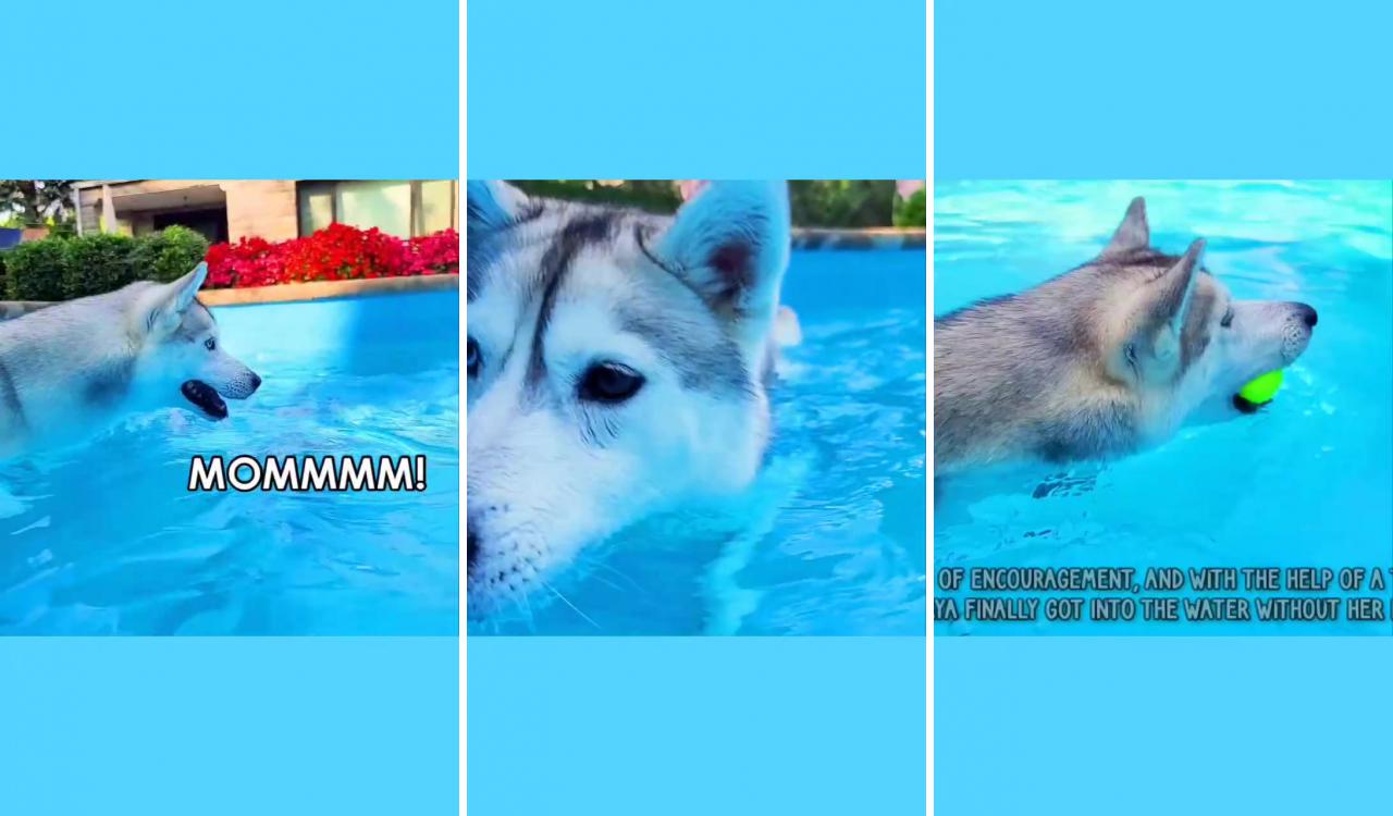 My husky screams at the pool because she "can't" swim skaya; really cute puppies