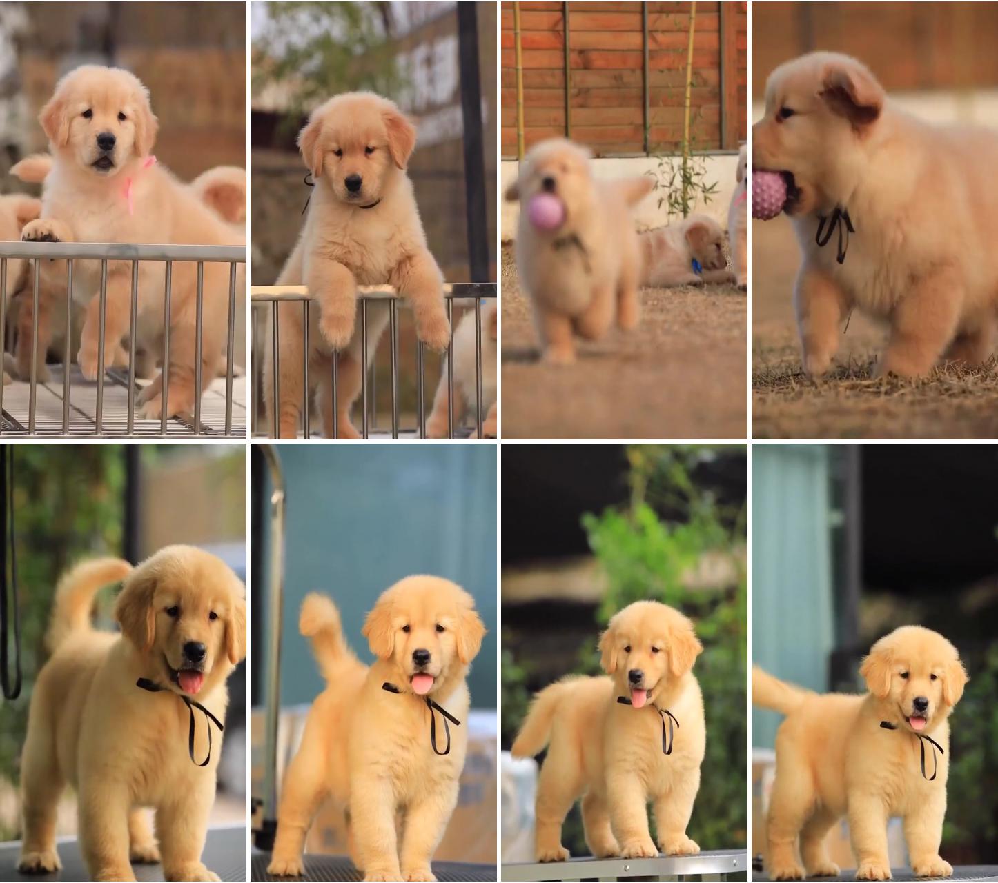 Need some joyful little ones in your day of course you do; golden retriever puppy