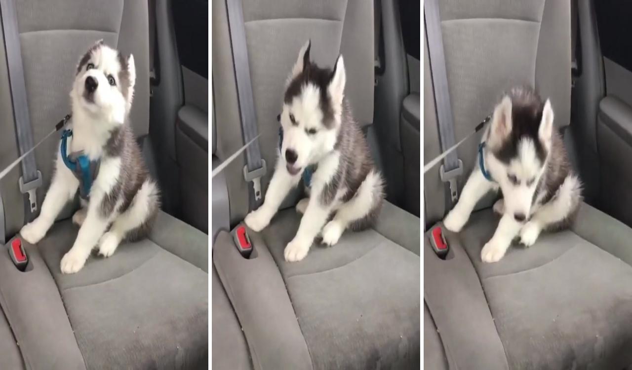 Not a fan of cat rides; cute husky puppies