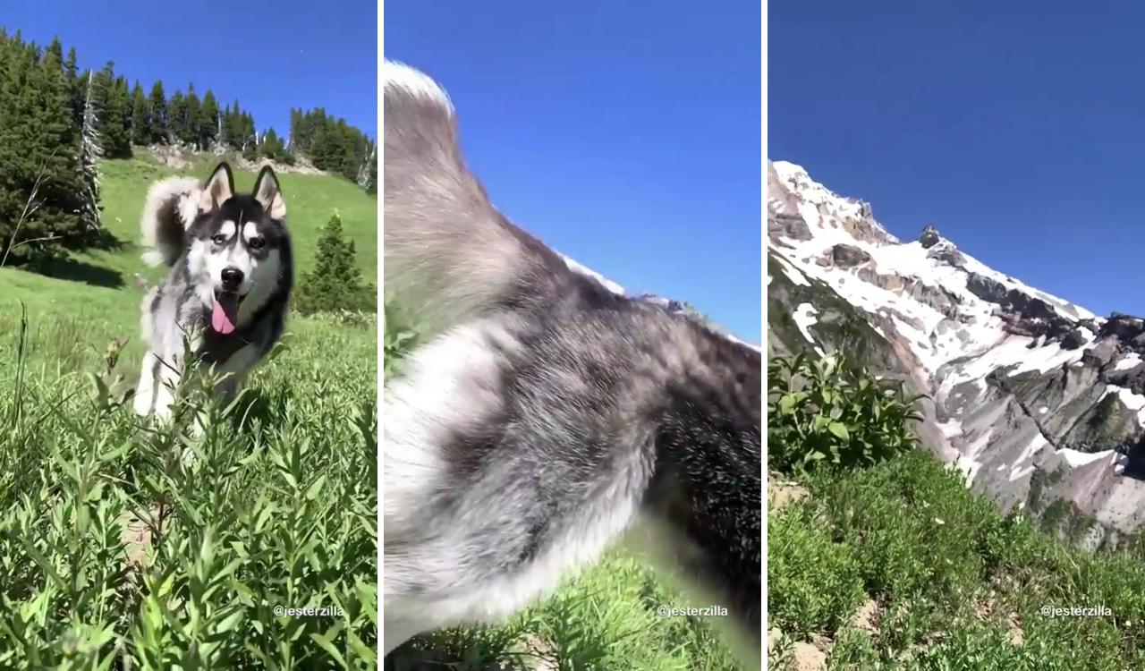 Out in the mountains; my husky