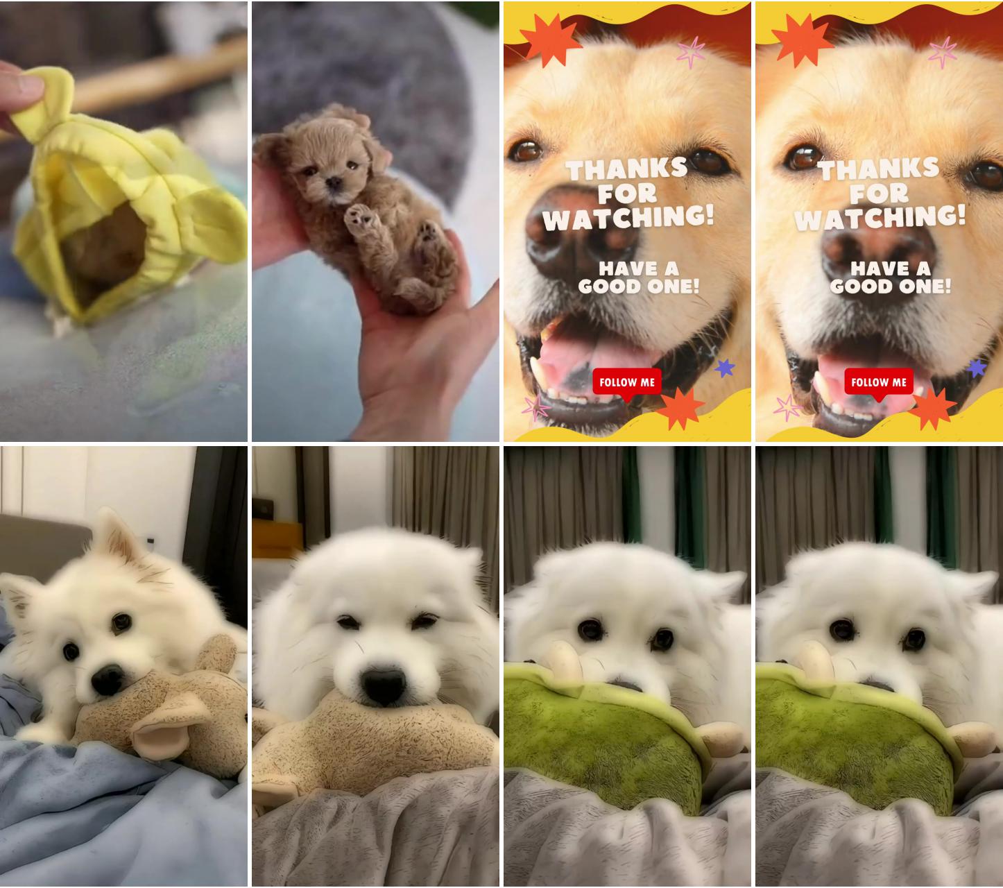 Peekaboo cute tiny puppy , cute baby animals videos; cute teacup puppies