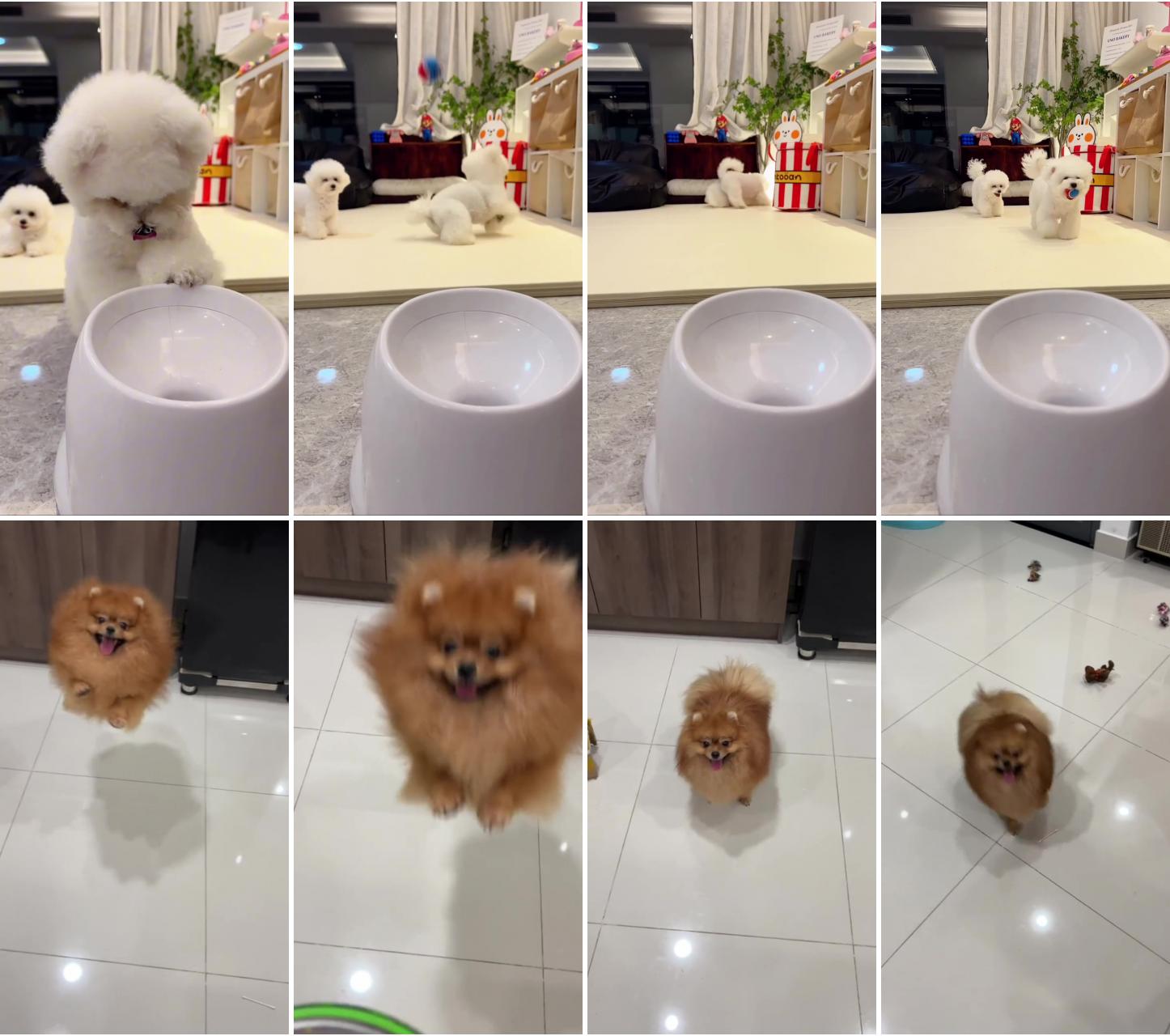 Pomeranian dog jumping for joy; cute puppies and kittens