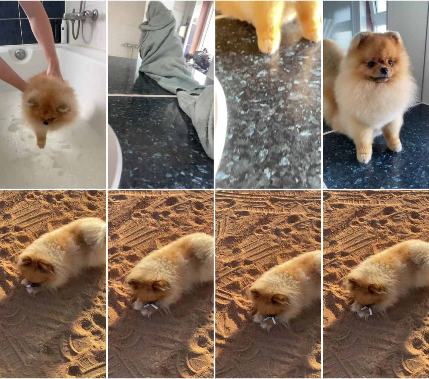 Pomeranian; he like to cut 