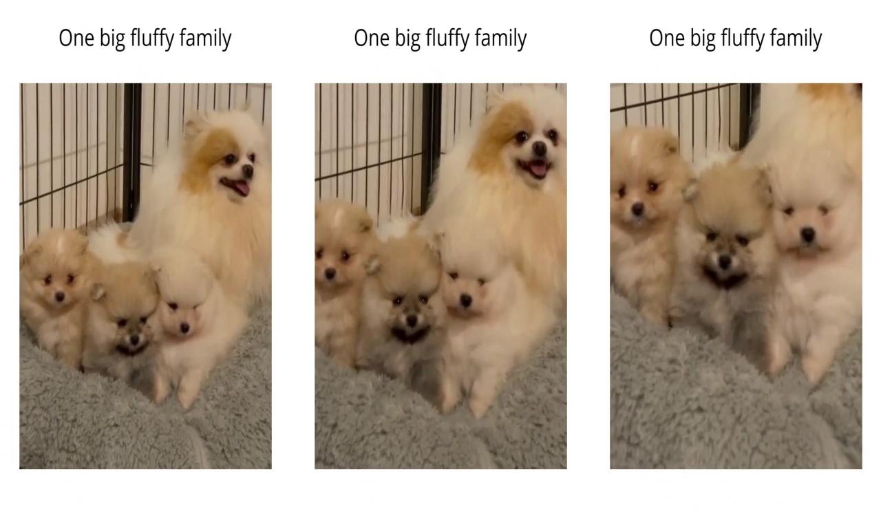 Pomeranians; cute funny dogs