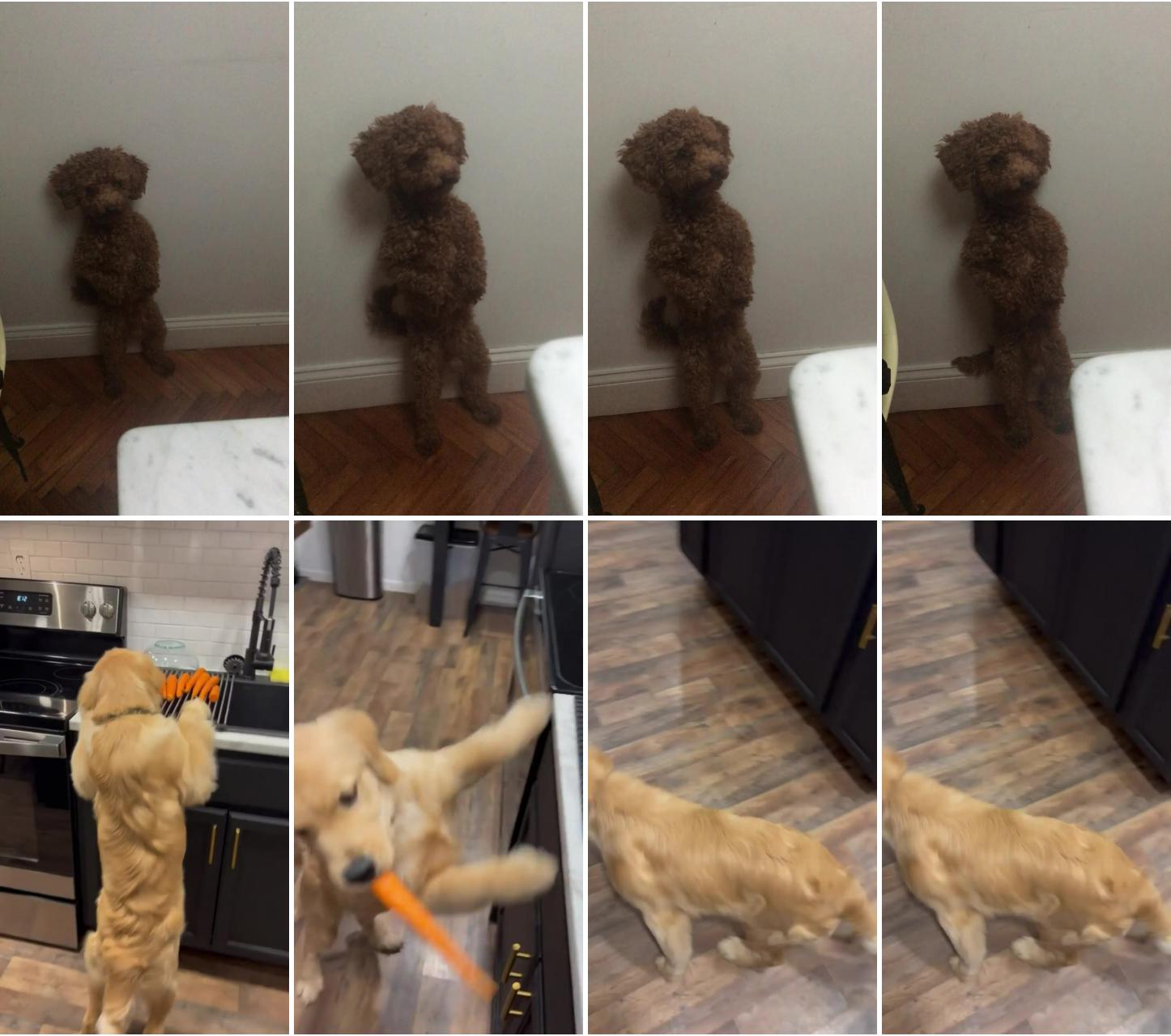 Poodle stands up on his own two legs; golden retriever loves carrots