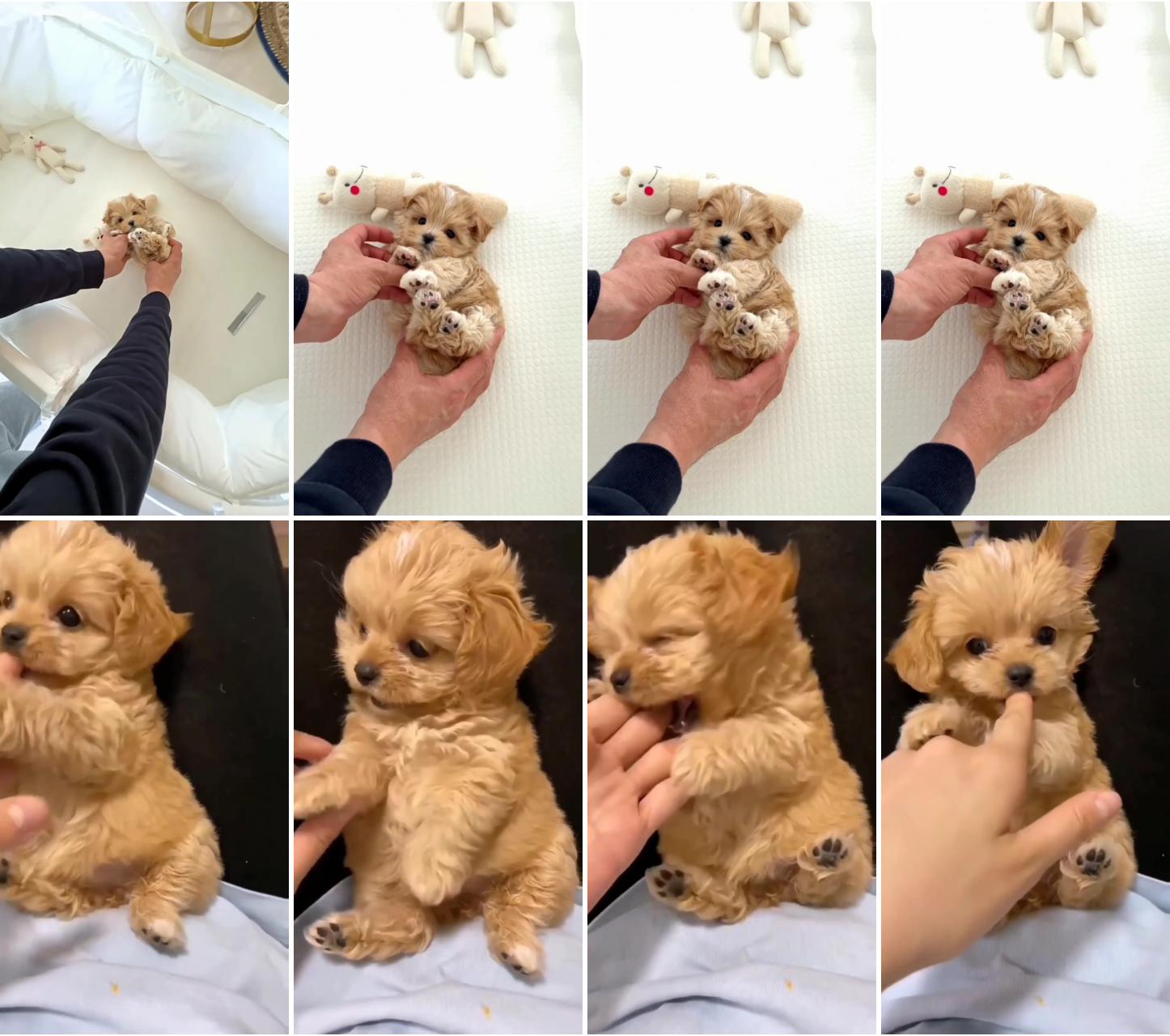 Puppy #babydog; teacup yorkie puppy's adorable finger bite , cute and funny pet video