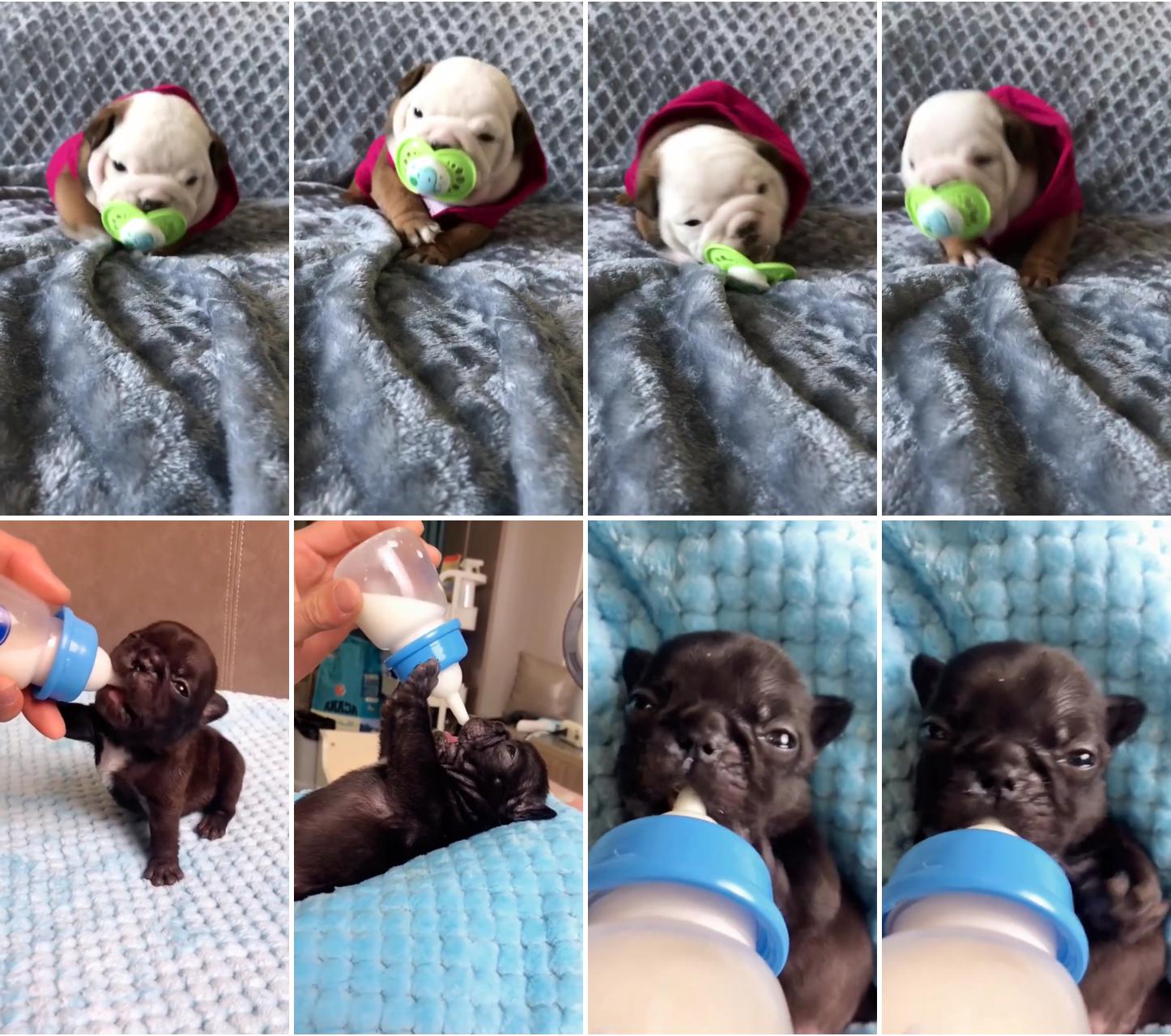 Puppy dog, love dog; cute puppy videos