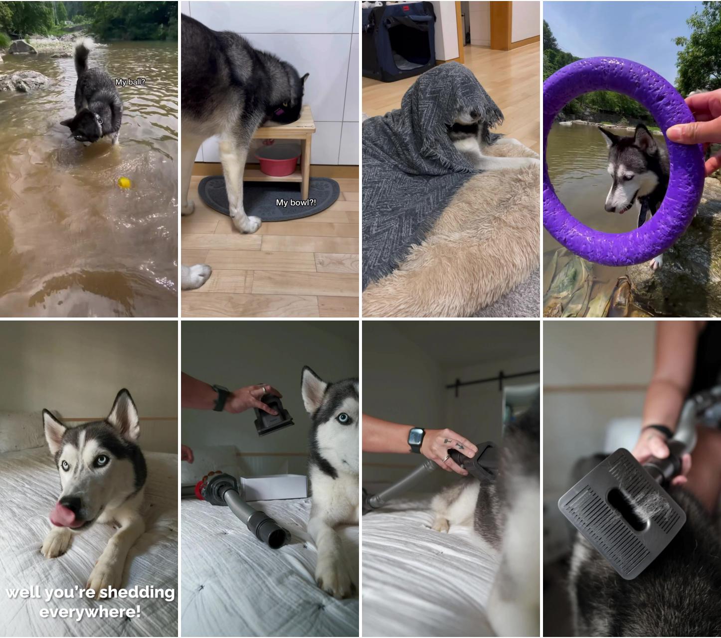 Smart in my own husky way; keep your pet comfortable and groom at home with dyson's new pet grooming kit