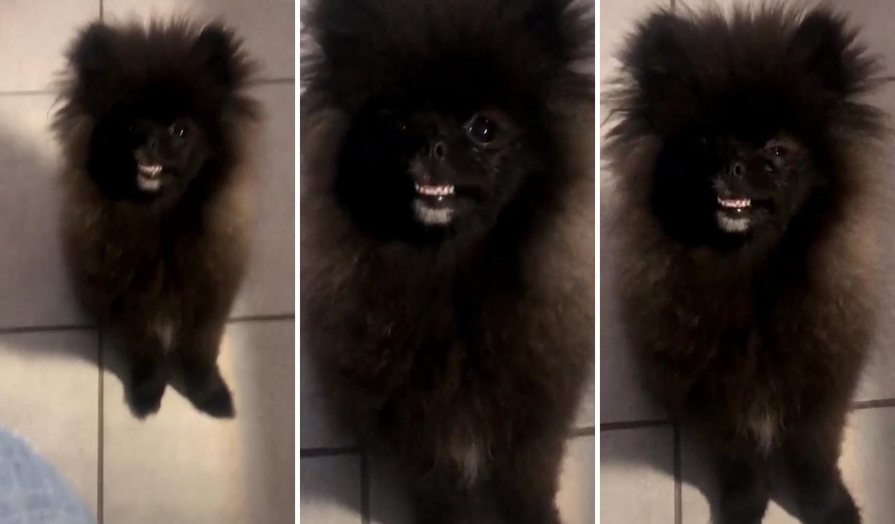 Smile or; black pomeranian puppies