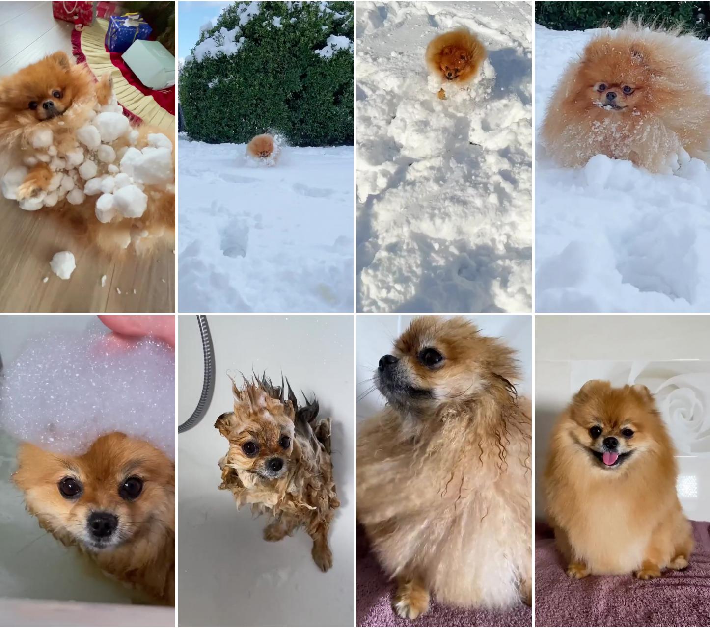 Snow lover; cute fluffy puppies