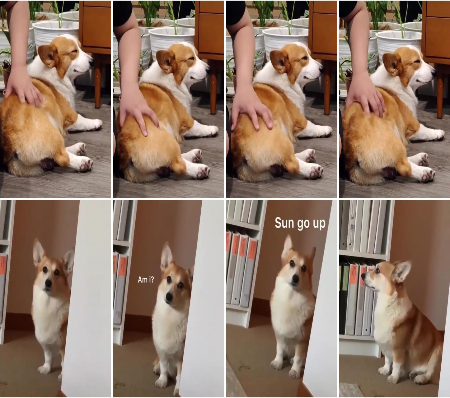 So good hooman, keep doing it; when you put corgi on diet the struggle is real