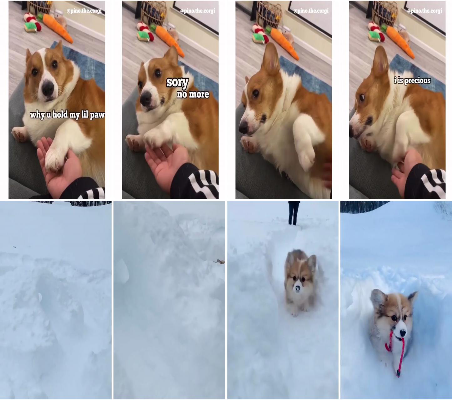 Social distance hooman; oh my snow, snow everywhere