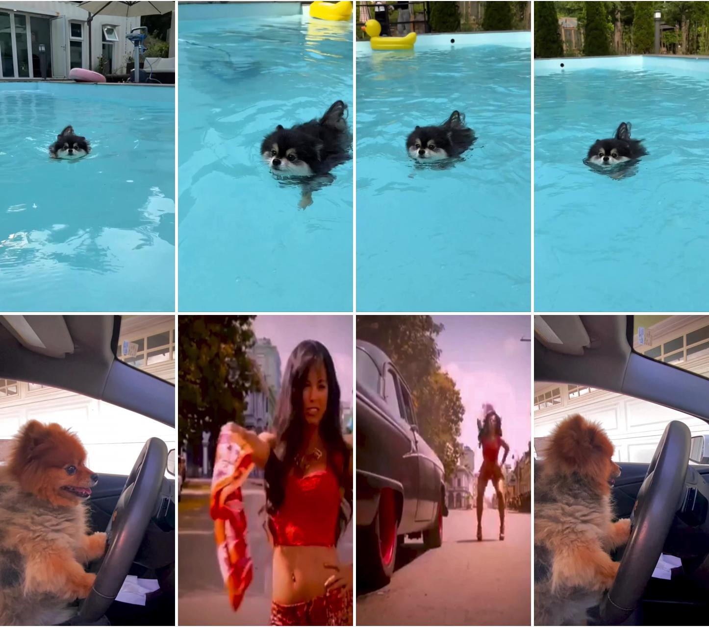 Swim time; dog driving vs fast and furious