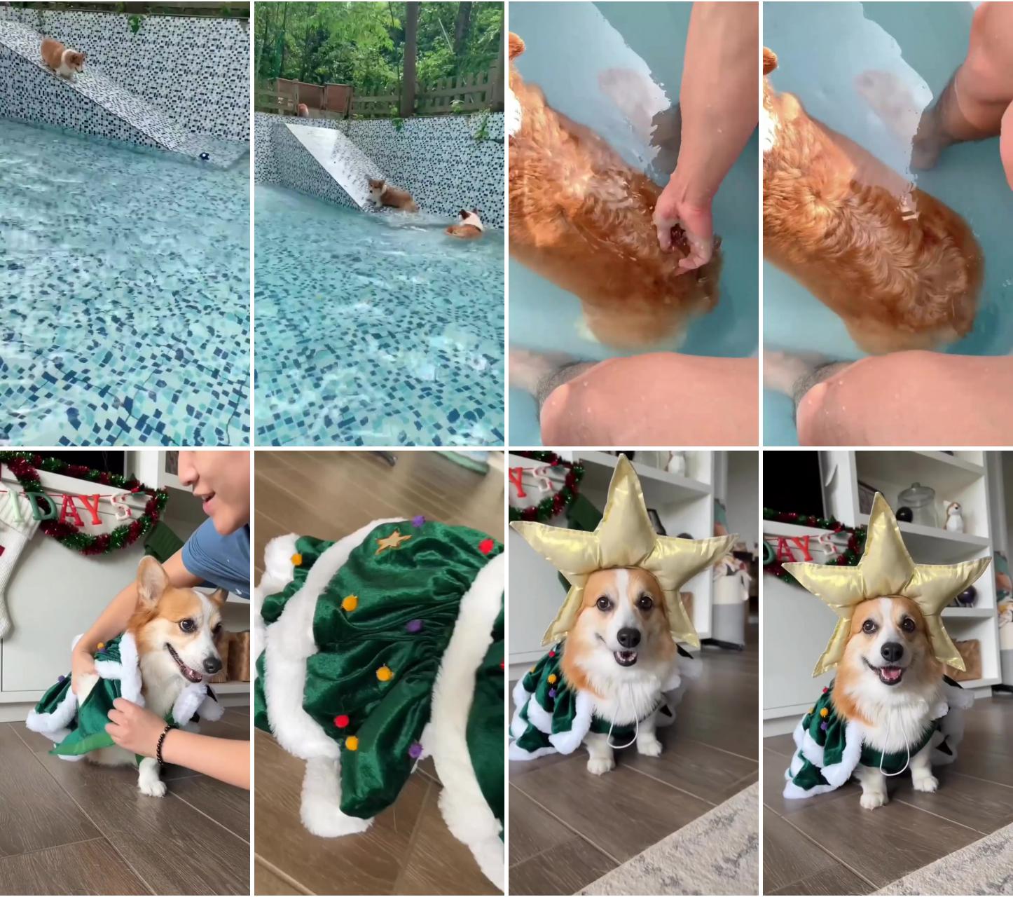 Swimming corgi puppy; corgi dogs the cutest thing you'll see today. amazing corgis videos and images 