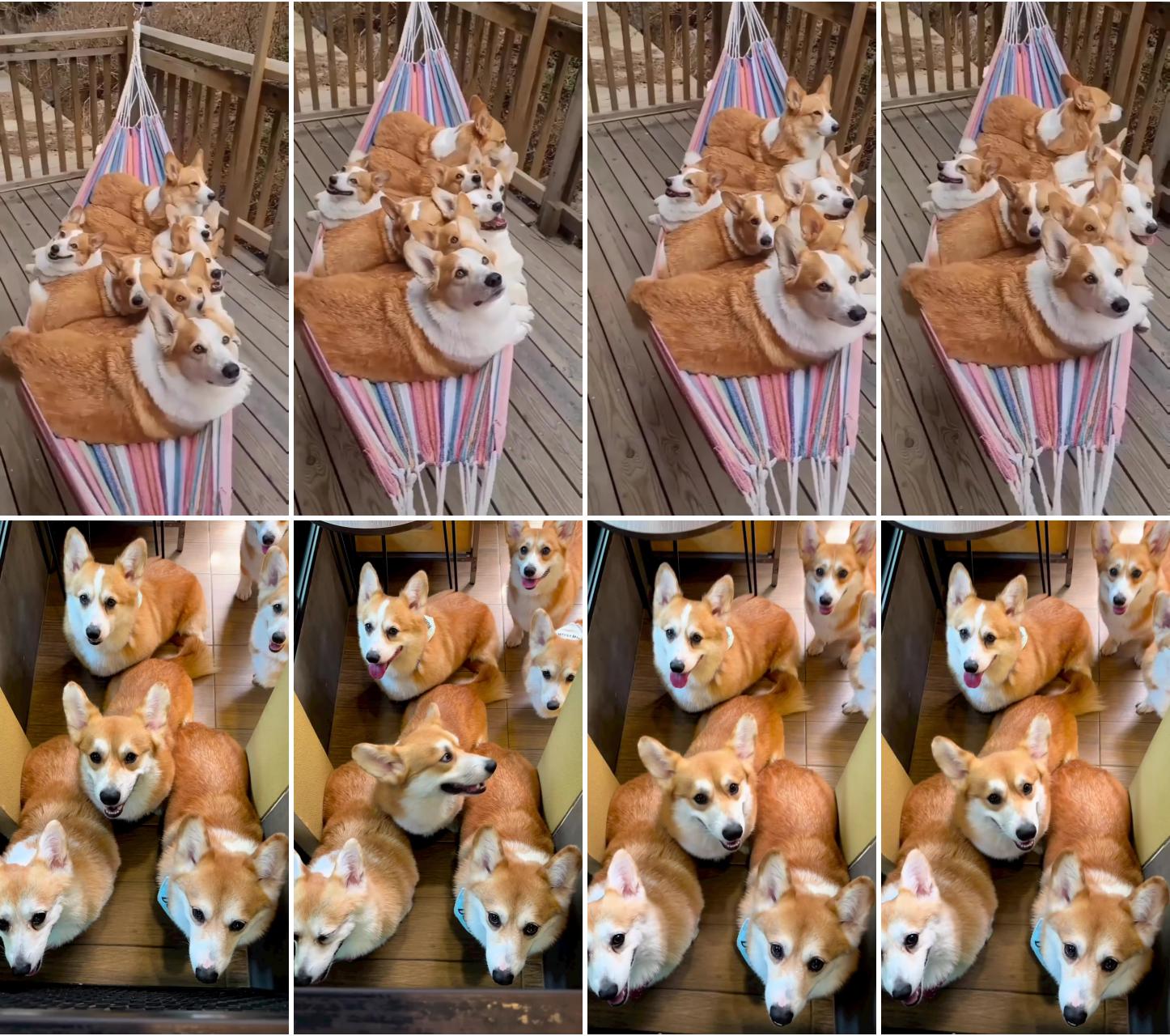 Swingswing; many corgi puppies 