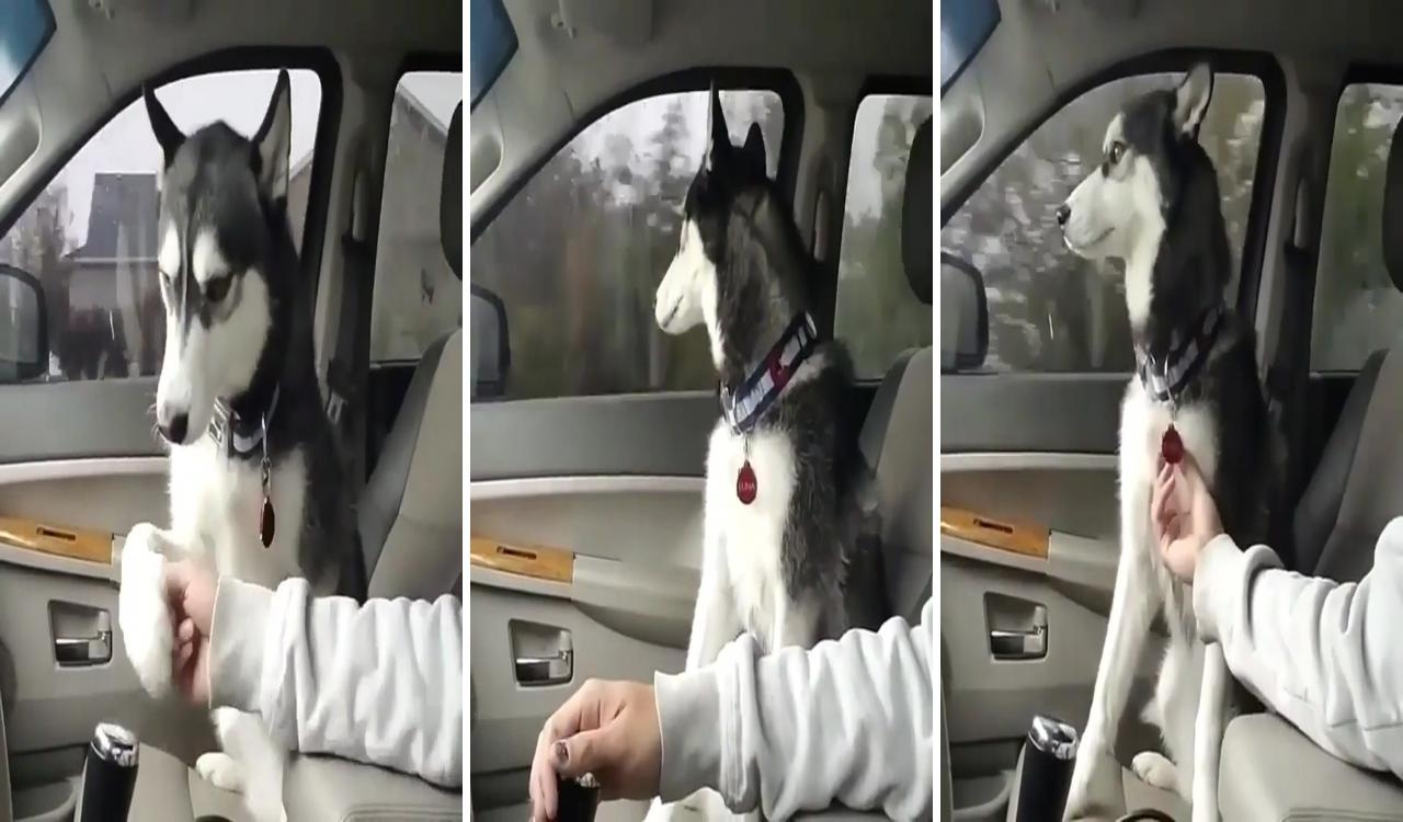 The adorable husky going for a trip,beautiful video,; cute husky