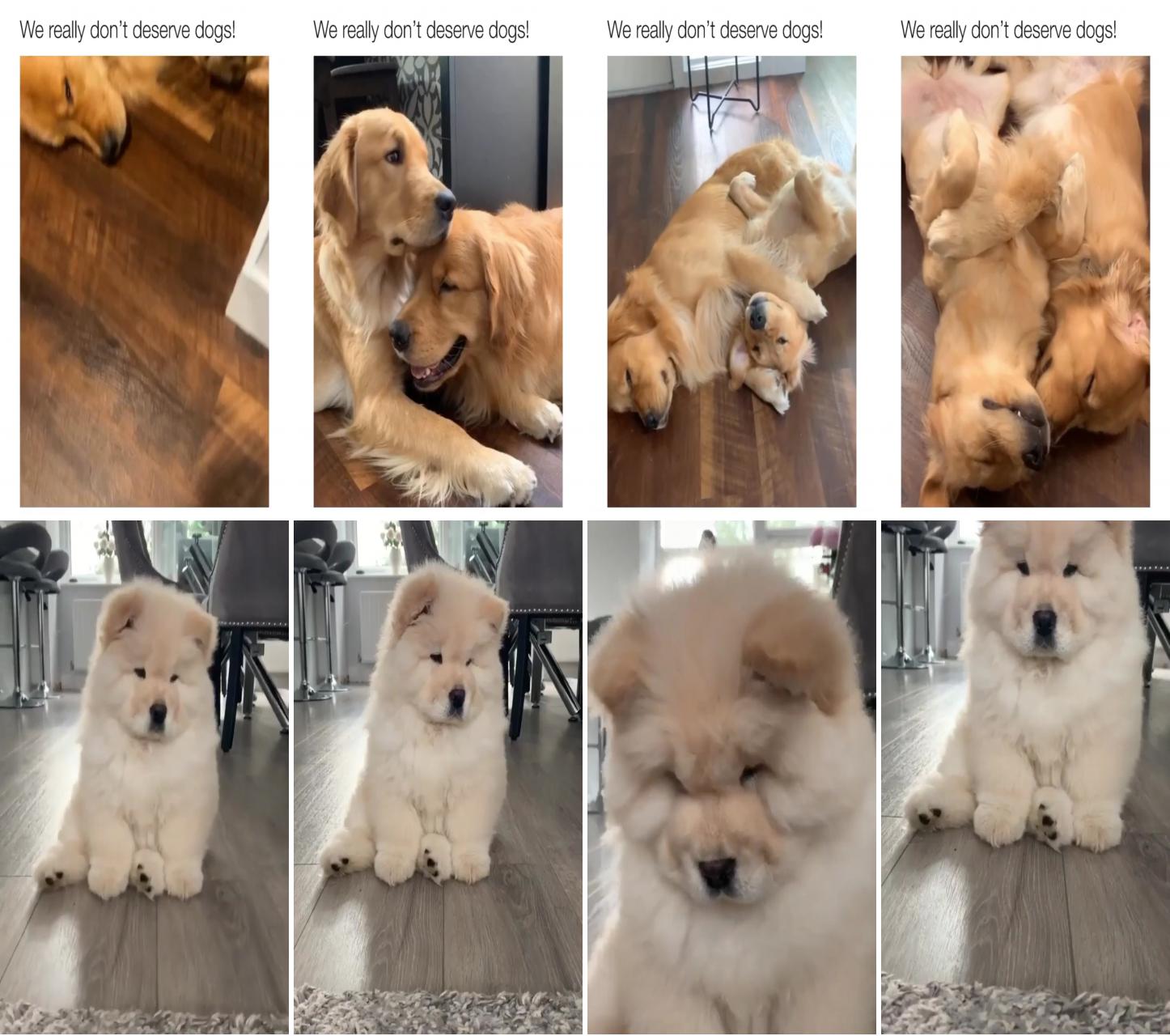 Their love and loyalty is so strong; cute chow chow puppy is curious