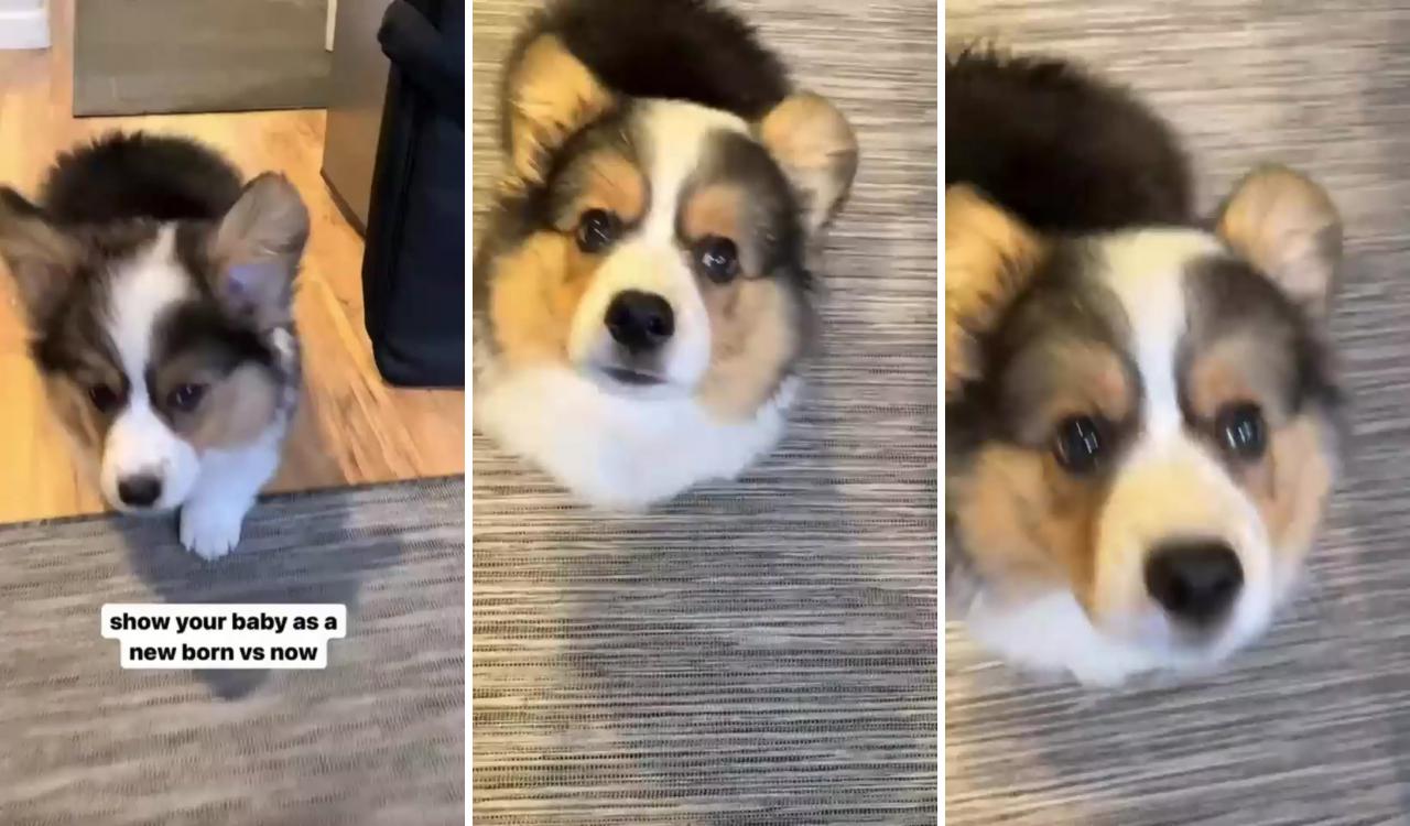 Then vs now, corgi edition; then vs now