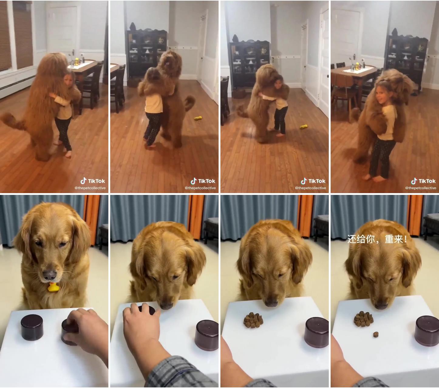 This dog just found a new dance partner; smart dog finds treat in game #funny #golden