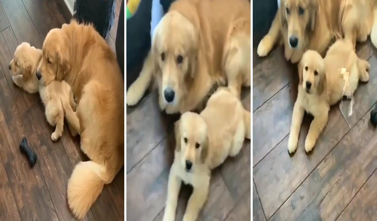 This good boy has his own pillow; cute dogs and puppies